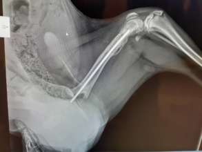 Rex needed an xray-broken leg
