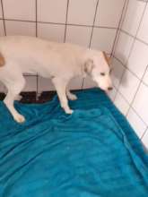 Rex Rickerts vet bill covered, AKI-HAH Fund