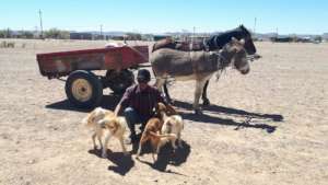 HAH-Bethanie dogs transported by donkey-horse cart
