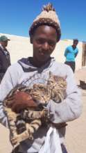 HAH-Luderitz kitty