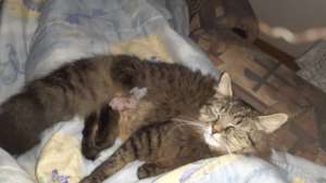 Vetkop-surgery on his injured leg & neutered