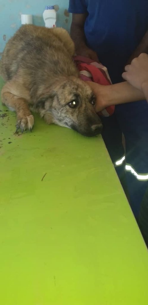 Sasha with swollen belly-hoping for good news