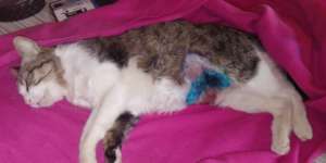 Ouvrou was treated for the wound on her belly