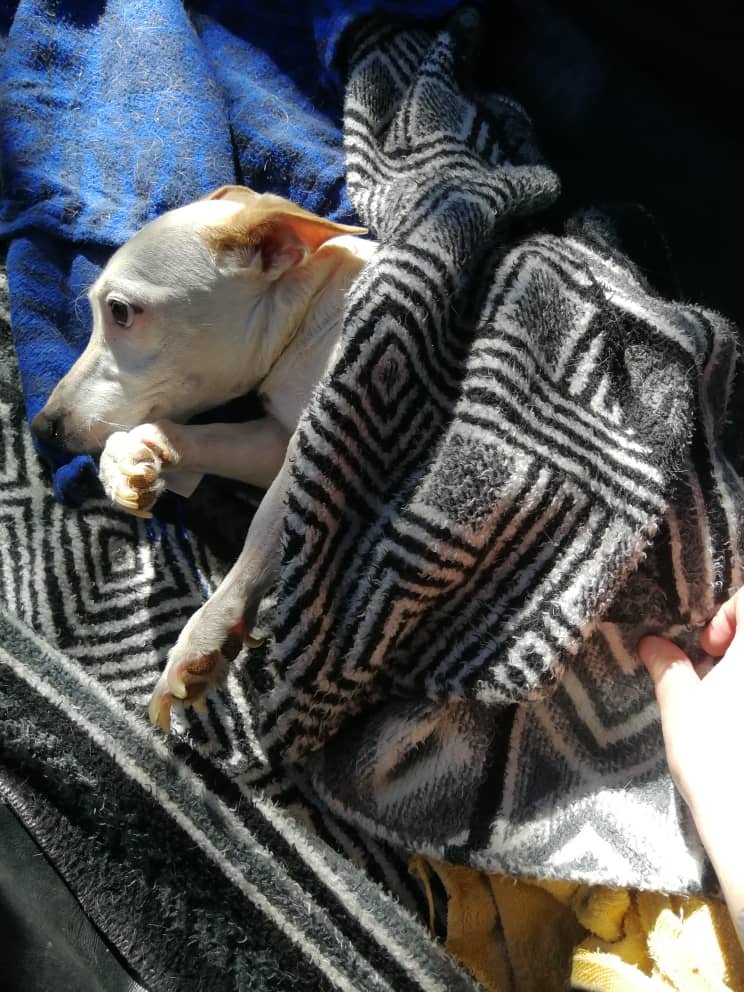 Snowy headed to Windoek for x ray and treatment