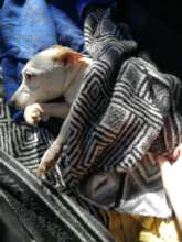 Snowy headed to Windoek for x ray and treatment