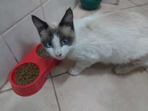 Snowy, leg stitched up