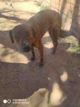 Speedy broke is leg-at home before treatment