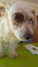 Spokey before surgery