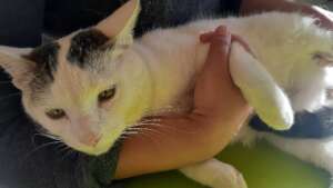 Sugar: looking good after abscess & chin inury