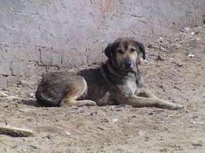 Tiramisa, happy, strong, & healthy thanks to HAH