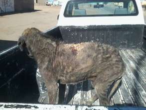 Tiramisa before HAH care