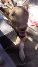 Tokoloshi had distemper-an Emergency Fund case