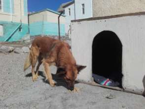 Wagter also got a doghouse, blanket & food