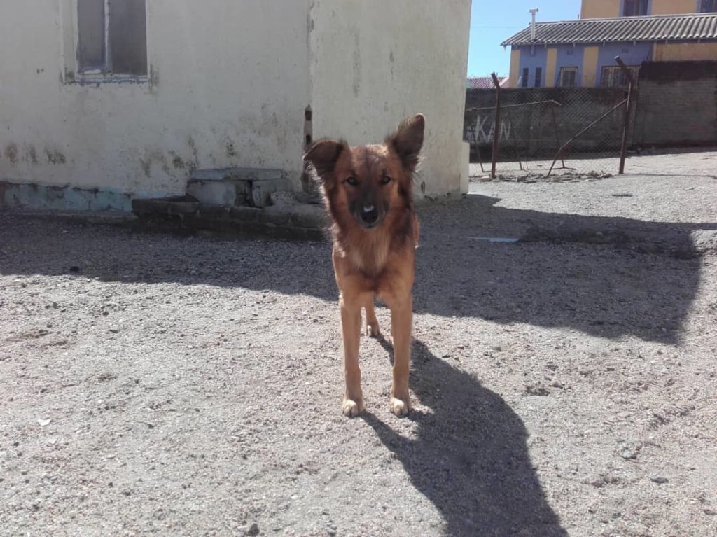 Wagter got meds for internal & external parasites