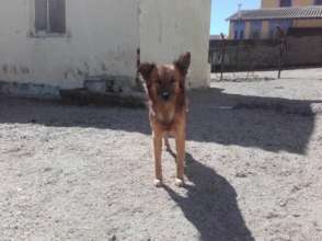 Wagter got meds for internal & external parasites