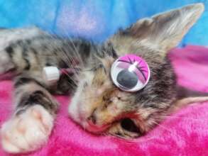 Wink after surgery with an eye patch : )