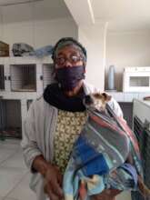 Dusty post-neuter; mange & TVT treatment next