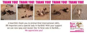 AKI's Karibib Feral Cat Spayathon