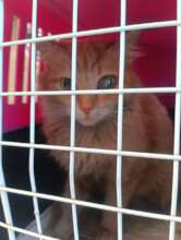 Antonia has glaucoma: heading to the vet clinic