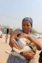 Blompot kitty had a leg amputated