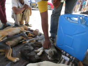 Cats spayed during HAH-Mobile trip in April