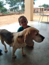 Bailey at home-after receiving emergency vet care