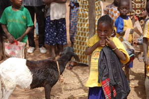 Primary school girl with her lamb