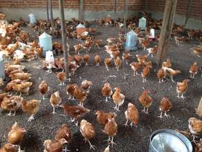 The chickens are growing!