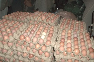 Lots of eggs!
