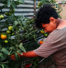 vegetable harvest