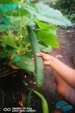 vegetable harvest