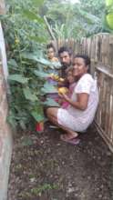 vegetable harvest