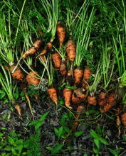 vegetable harvest