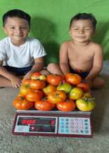 vegetable harvest