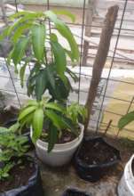 mango cultivation