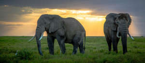 Elephants at Dusk, WildAid and Lupita in Kenya