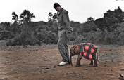 Reducing Demand for Ivory in China