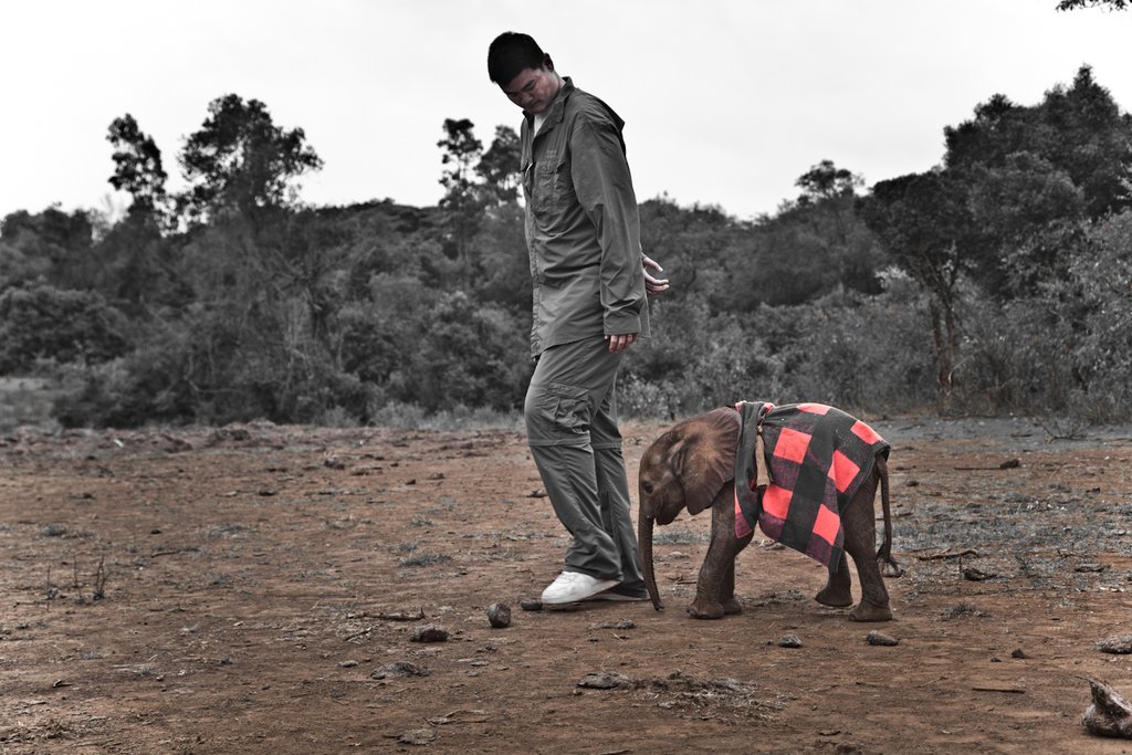 Reducing Demand for Ivory in China