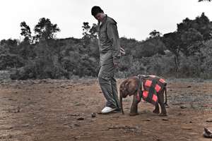 Reducing Demand for Ivory in China