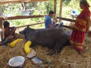 Checking in on Damodar's buffalo