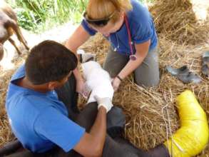 Applying the plaster casts