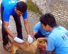 Vaccinating dogs on World Rabies Day