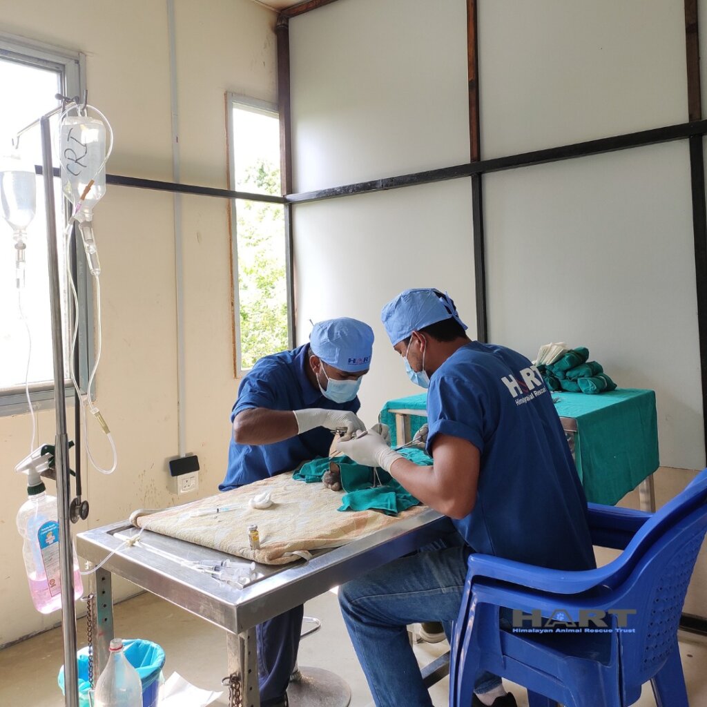 Rescue and Managing Street Animals in Nepal