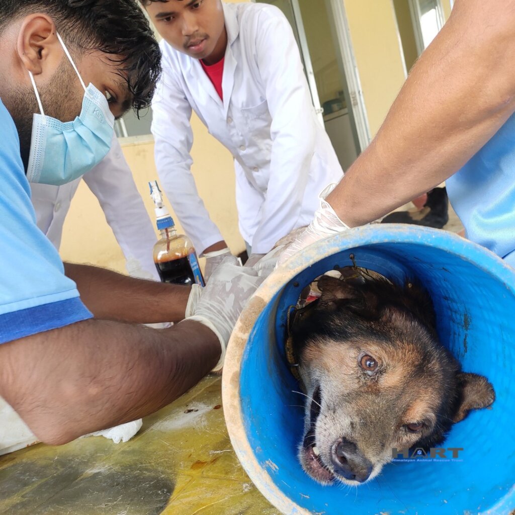 Rescue and Managing Street Animals in Nepal
