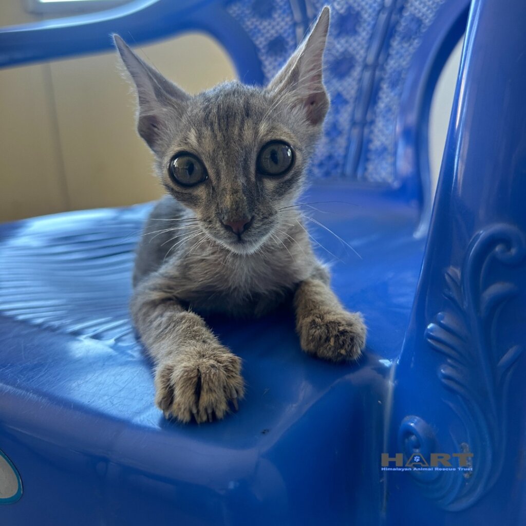 Rescue and Managing Street Animals in Nepal