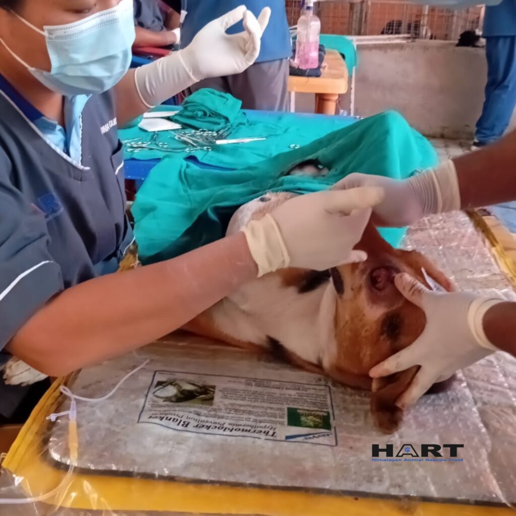 Rescue and Managing Street Animals in Nepal