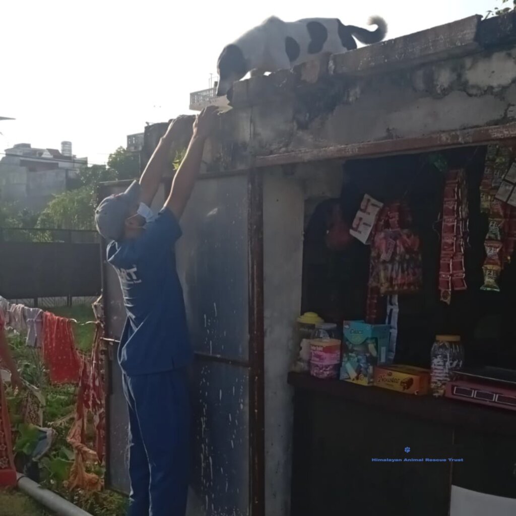 Rescue and Managing Street Animals in Nepal