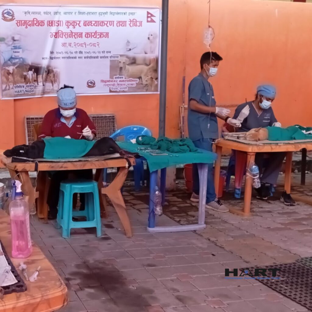 Rescue and Managing Street Animals in Nepal