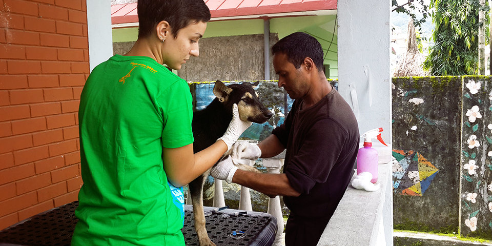 Rescue and Managing Street Animals in Nepal
