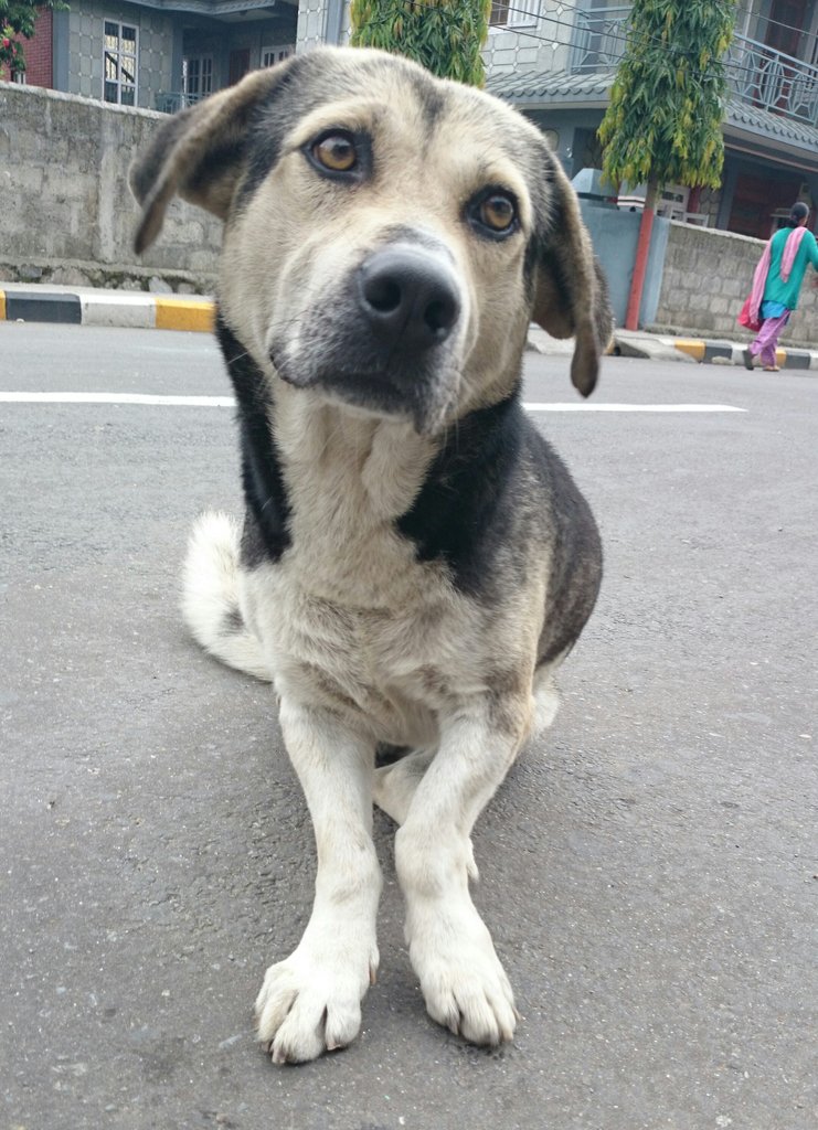 Rescue and Managing Street Animals in Nepal